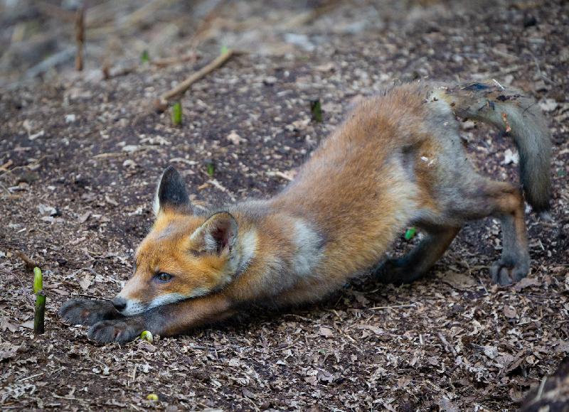 Fuchs-Yoga