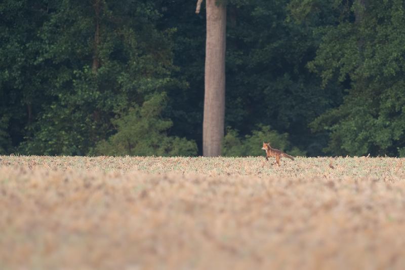 Fuchs auf weiter Flur