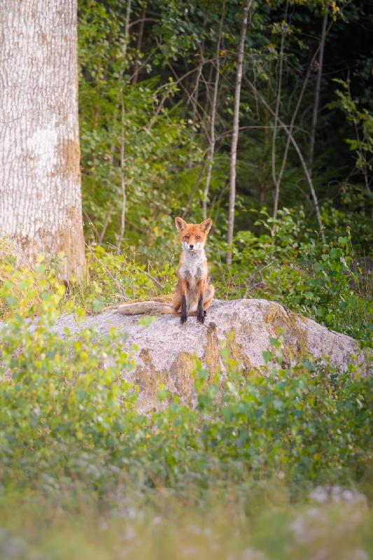 Fuchs beobachtet mich von seinem Posten