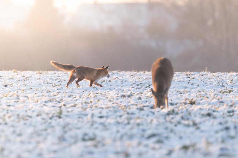 Fuchs und Reh
