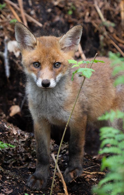 Fuchswelpe