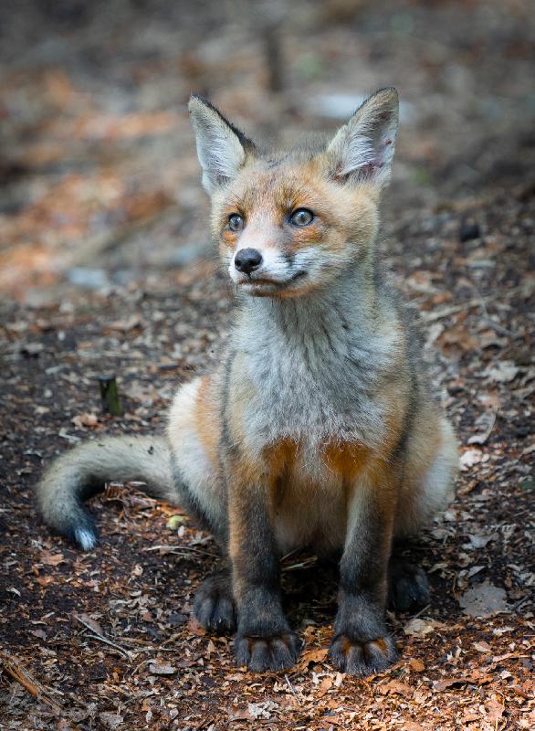 Fuchswelpe
