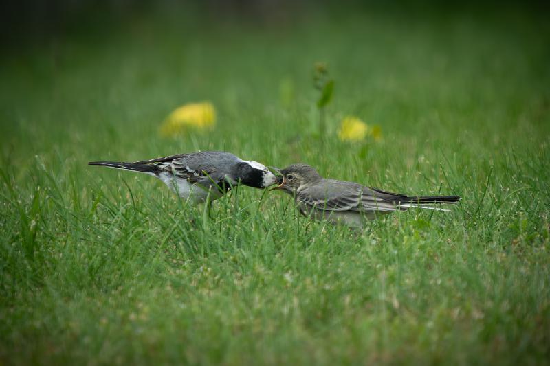 Fütterung bei den Bachstelzen