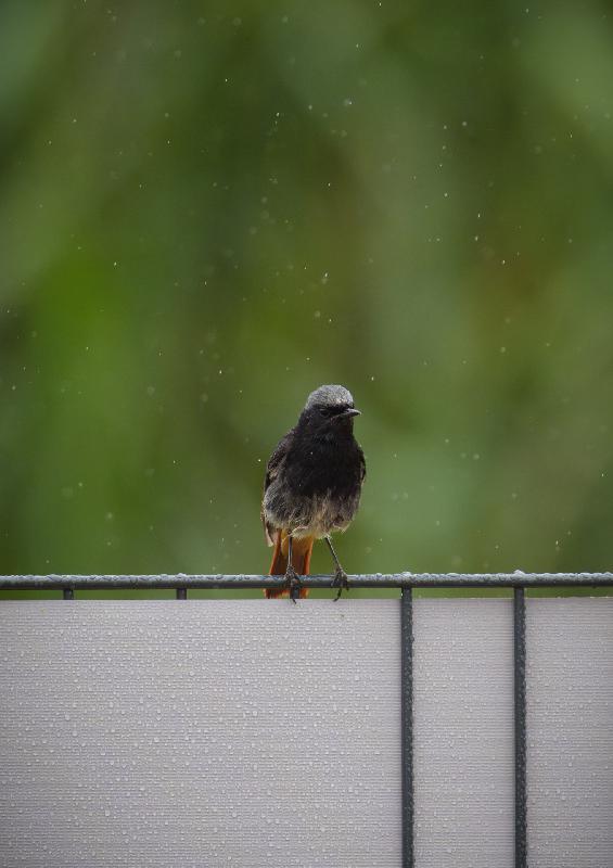 Gartenrotschwanz im Regen