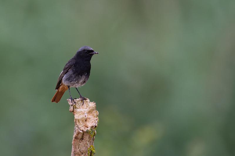 Gartenrotschwanz von Carina