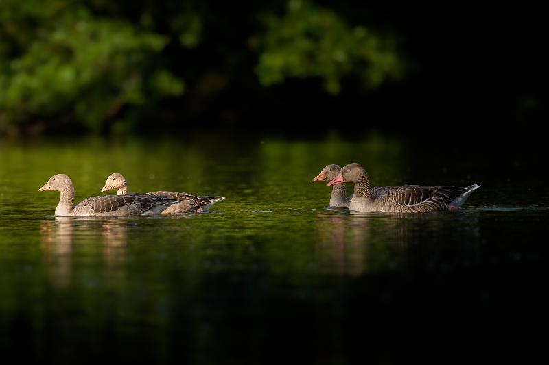 Gänsefamilie - eine Gans mit blindem Auge