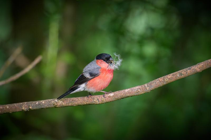 Gimpel mit Brautgeschenk