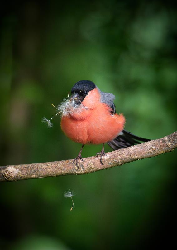 Gimpel mit Brautgeschenk