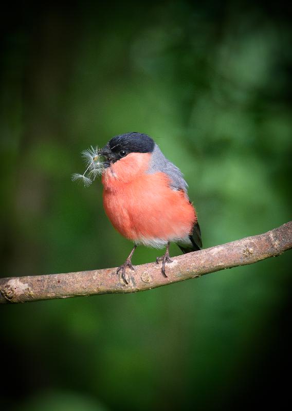 Gimpel mit Brautgeschenk