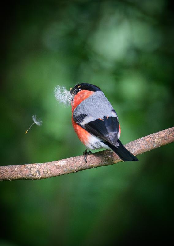 Gimpel mit Brautgeschenk