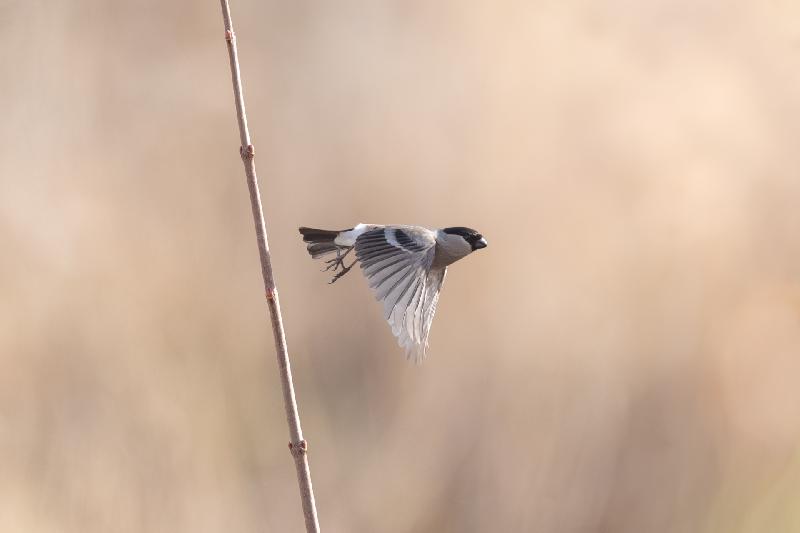 Gimpelweibchen beim Abflug