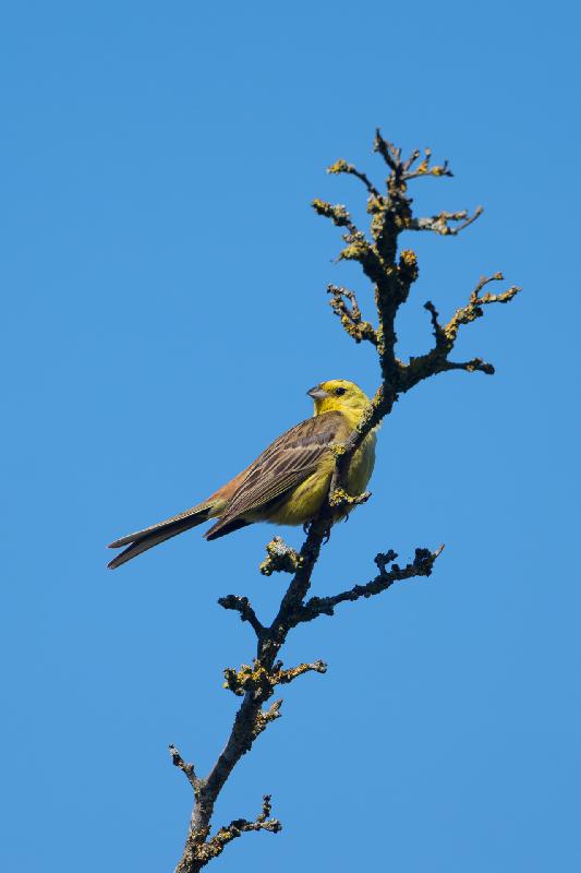 Goldammer Insel Poel