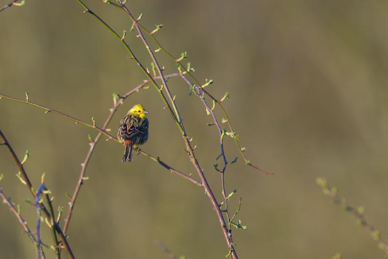 Goldammer im Abendlicht