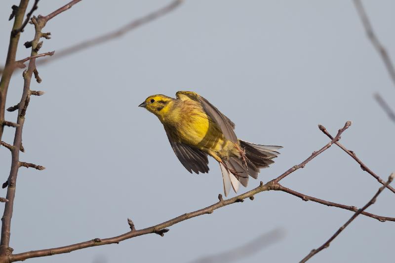Goldammer im Apfelbaum