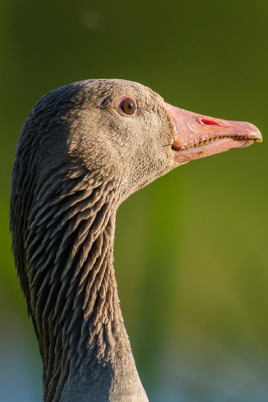 Graugans am Mühlenteich in Wismar