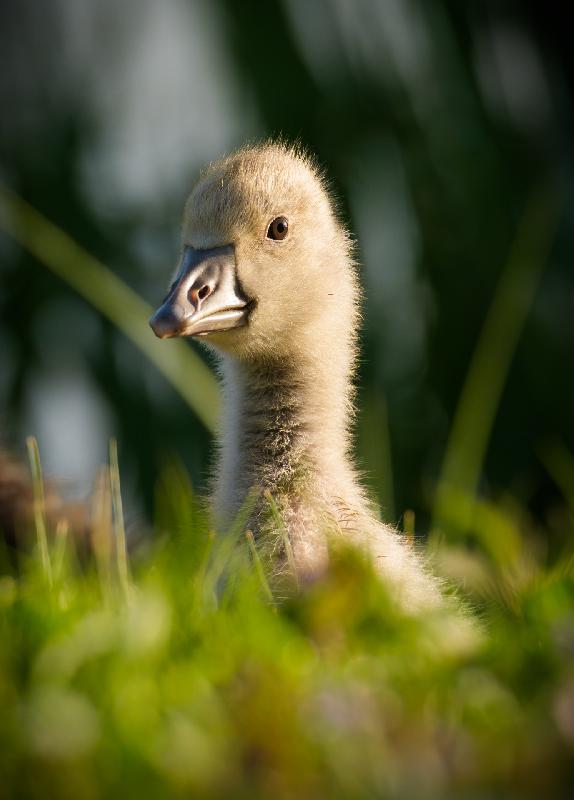 Graugansküken am Mühlenteich in Wismar