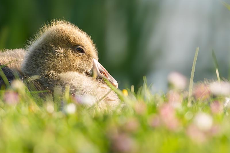 Graugansküken am Mühlenteich in Wismar