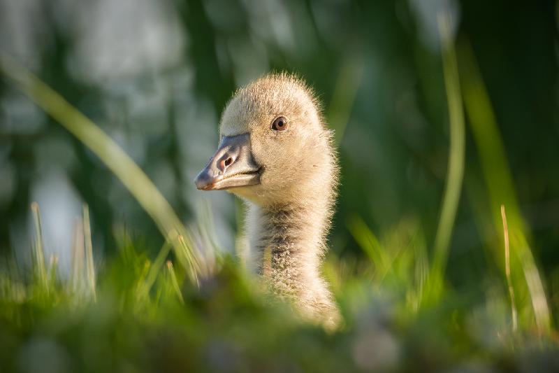Graugansküken am Mühlenteich in Wismar