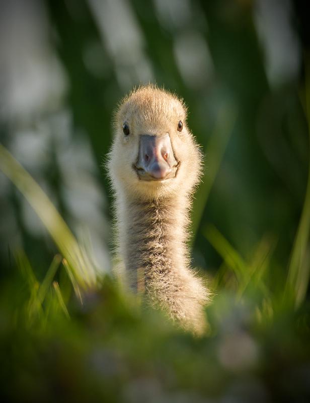 Graugansküken am Mühlenteich in Wismar