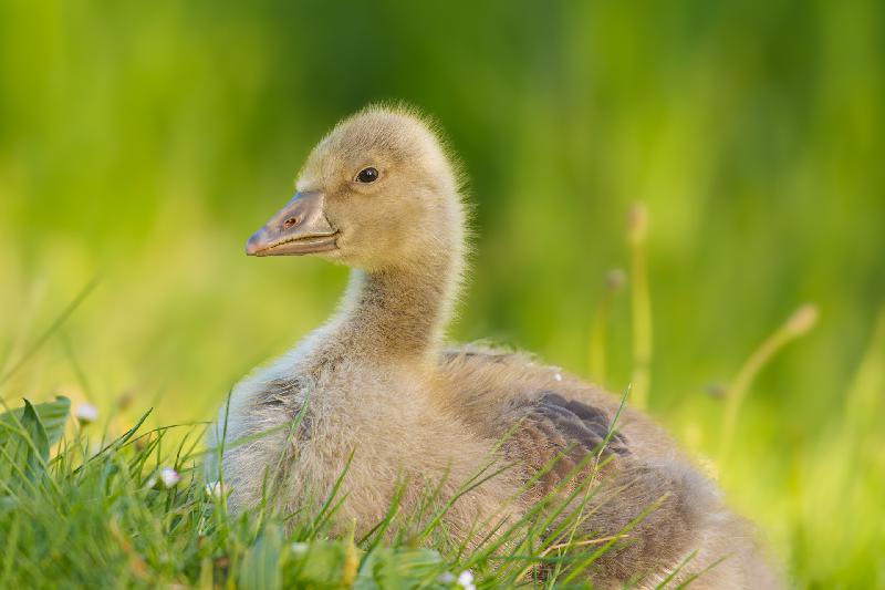 Graugansküken am Mühlenteich in Wismar