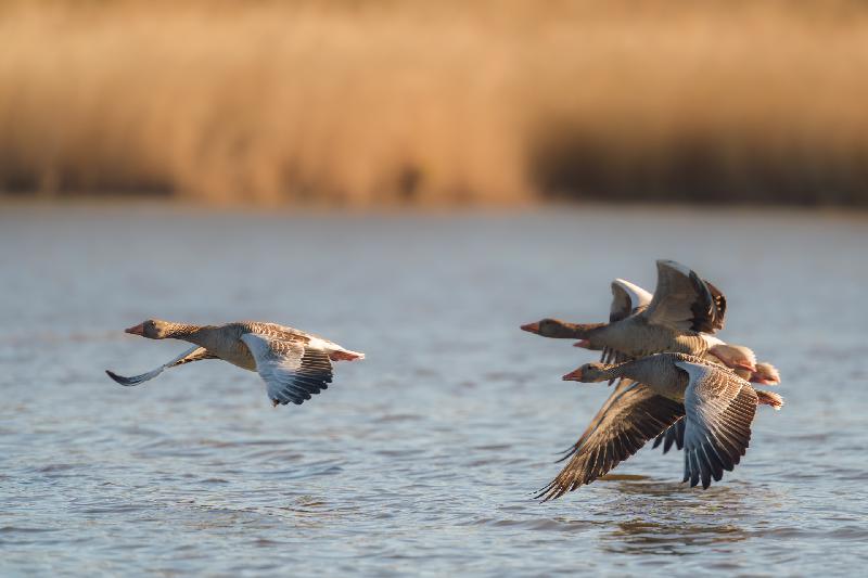Graugänse flüchten