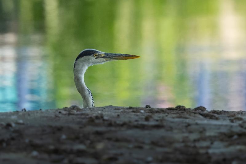Graureiher am Mühlenteich