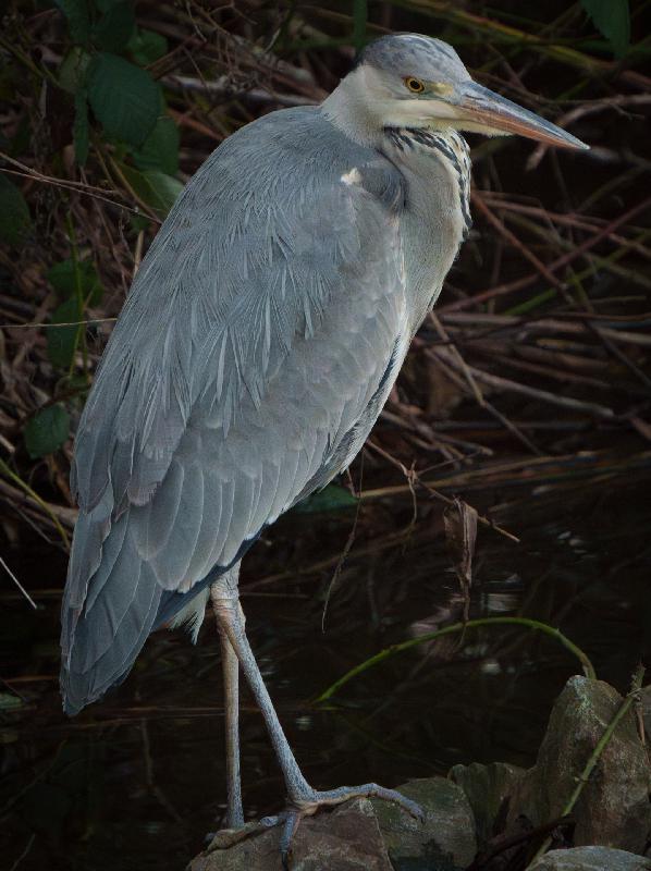Graureiher am Wallensteingraben