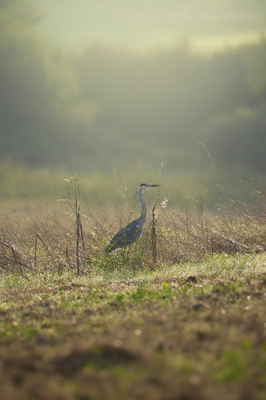 Graureiher im Morgenlicht