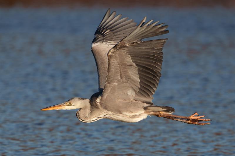 Graureiher im Tiefflug
