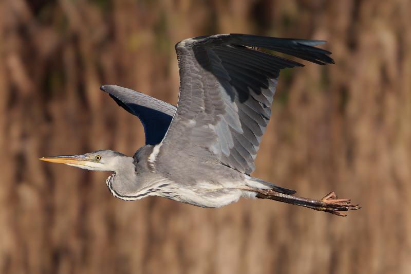 Graureiher im Tiefflug