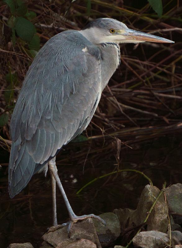 Graureiher wartet auf Fisch