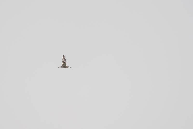 Großer Brachvogel im Flug