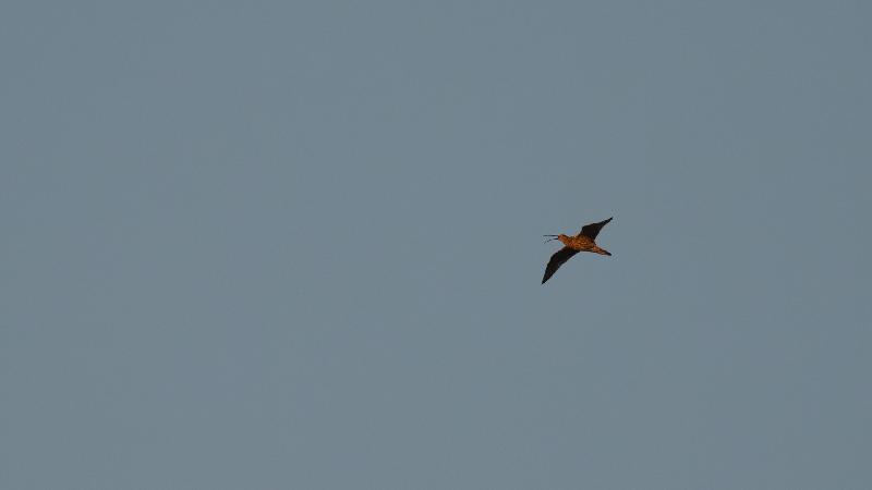 Großer Brachvogel in der Abendsonne