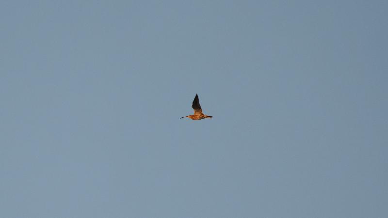 Großer Brachvogel in der Abendsonne