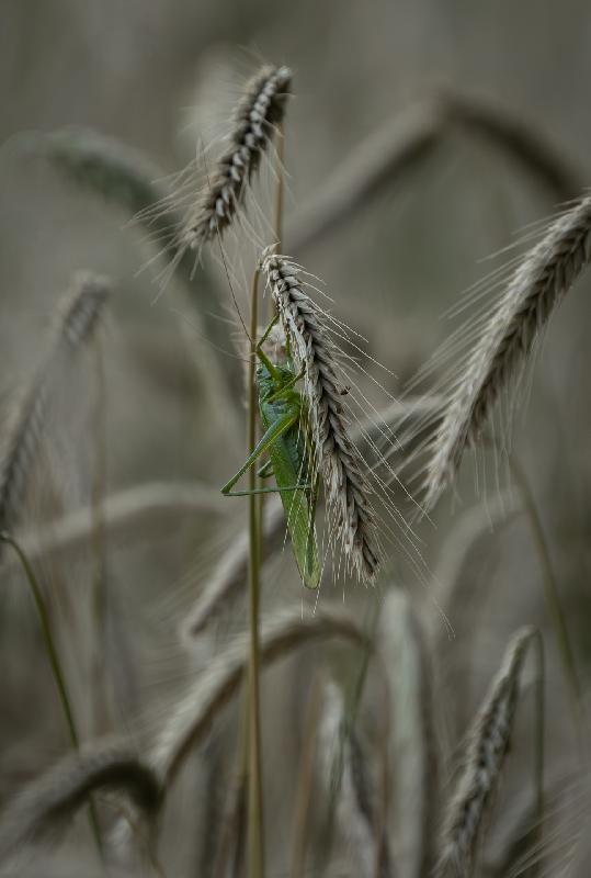 Großes Heupferd im Getreide