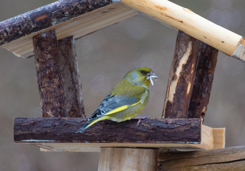 Grünfink an der Futterstelle