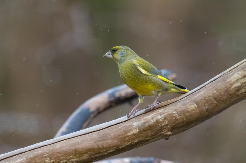 Grünfink an der Futterstelle