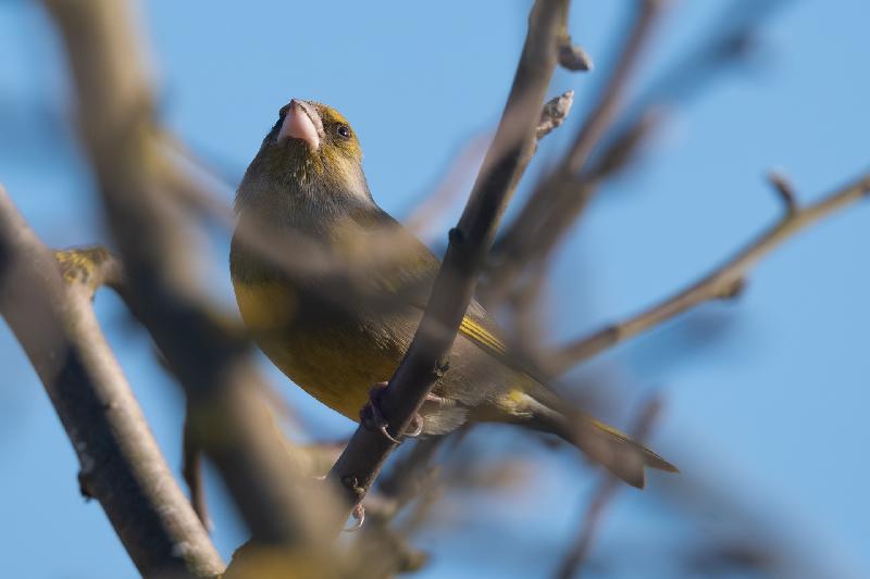Grünfink im Apfelbaum