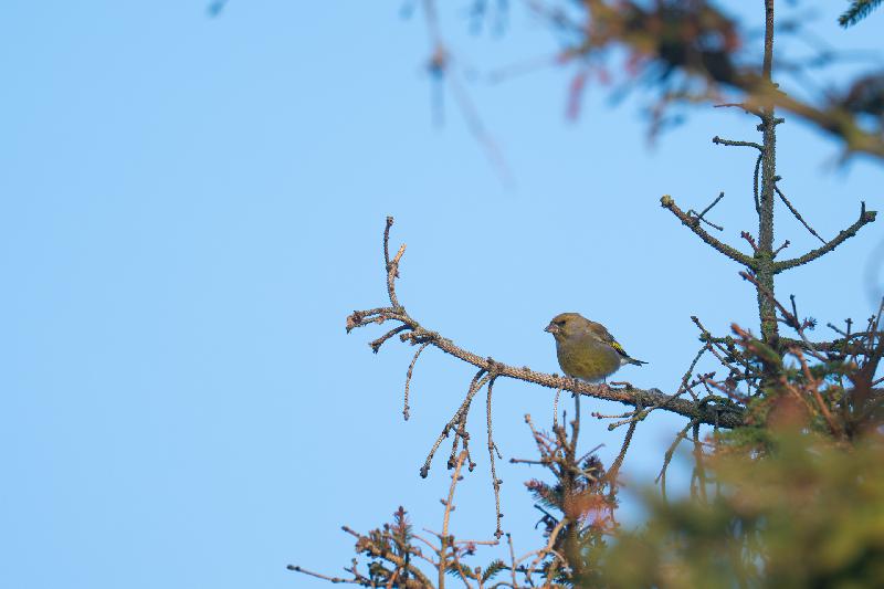 Grünfink in einer Tanne