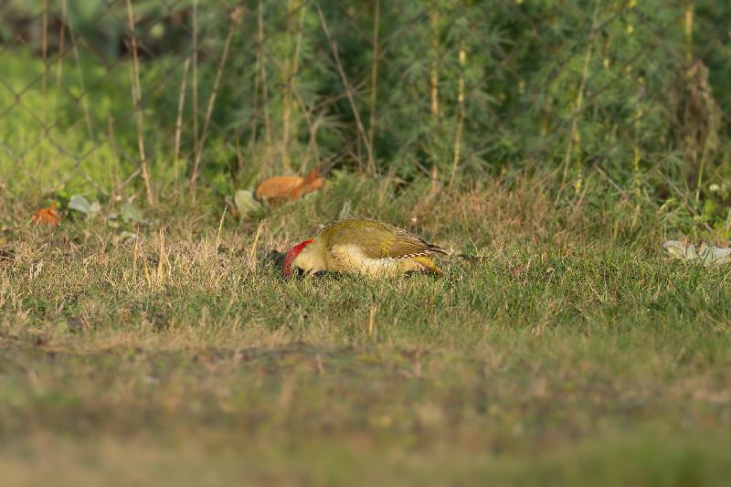 Grünspecht auf Nahrungssuche