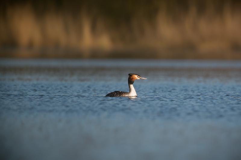 Haubentaucher auf dem Jungerfernteich