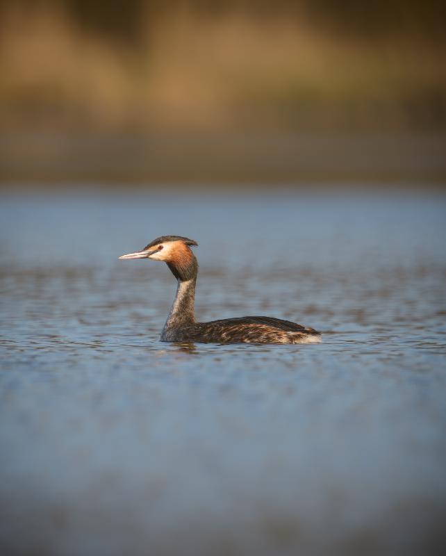 Haubentaucher auf dem Jungerfernteich