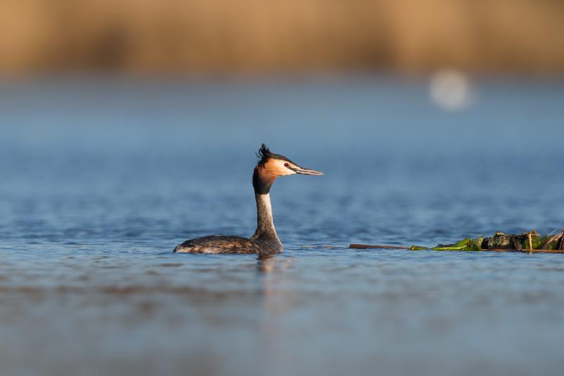 Haubentaucher auf dem Jungerfernteich