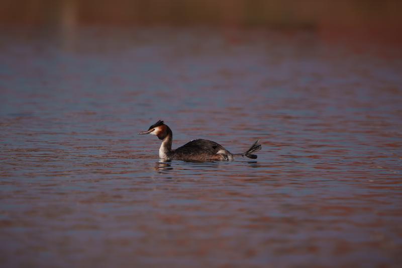 Haubentaucher auf dem Mühlenteich