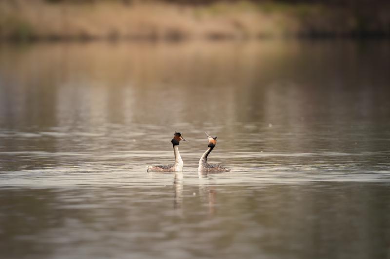 Haubentaucher auf dem Mühlenteich