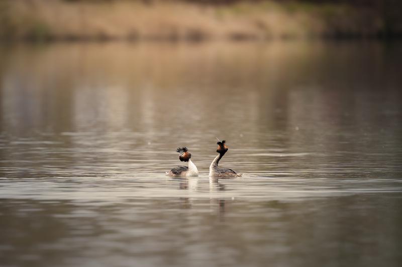 Haubentaucher auf dem Mühlenteich