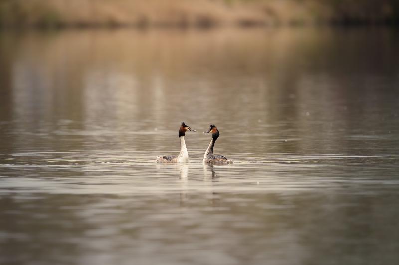 Haubentaucher auf dem Mühlenteich