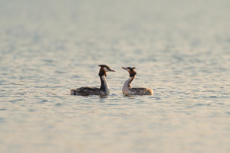 Haubentaucher auf dem Mühlenteich