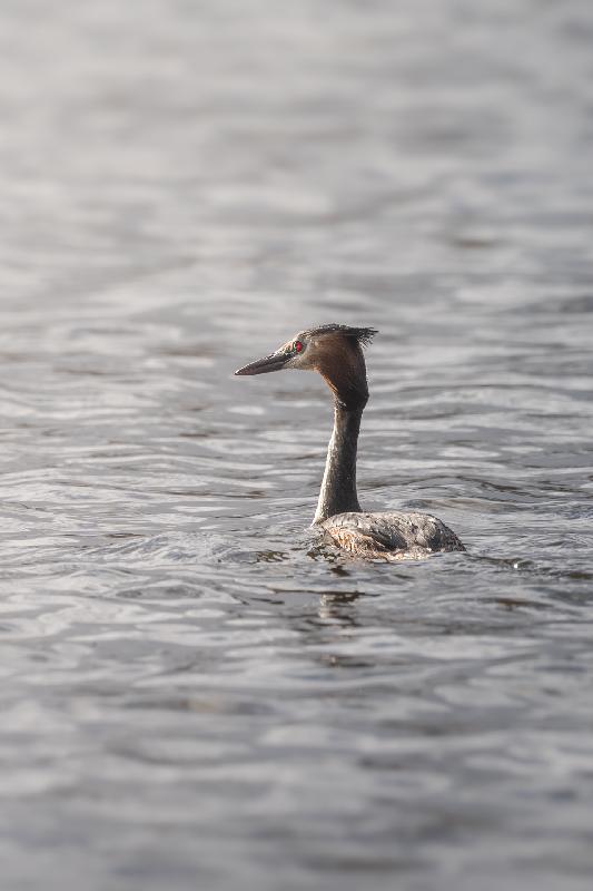 Haubentaucher auf dem Mühlenteich