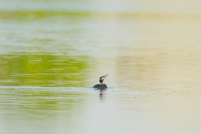 Haubentaucher schnappt nach einer Mücke